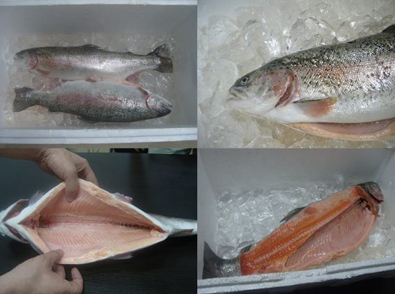 新品推广介绍——加拿大三文虹鳟